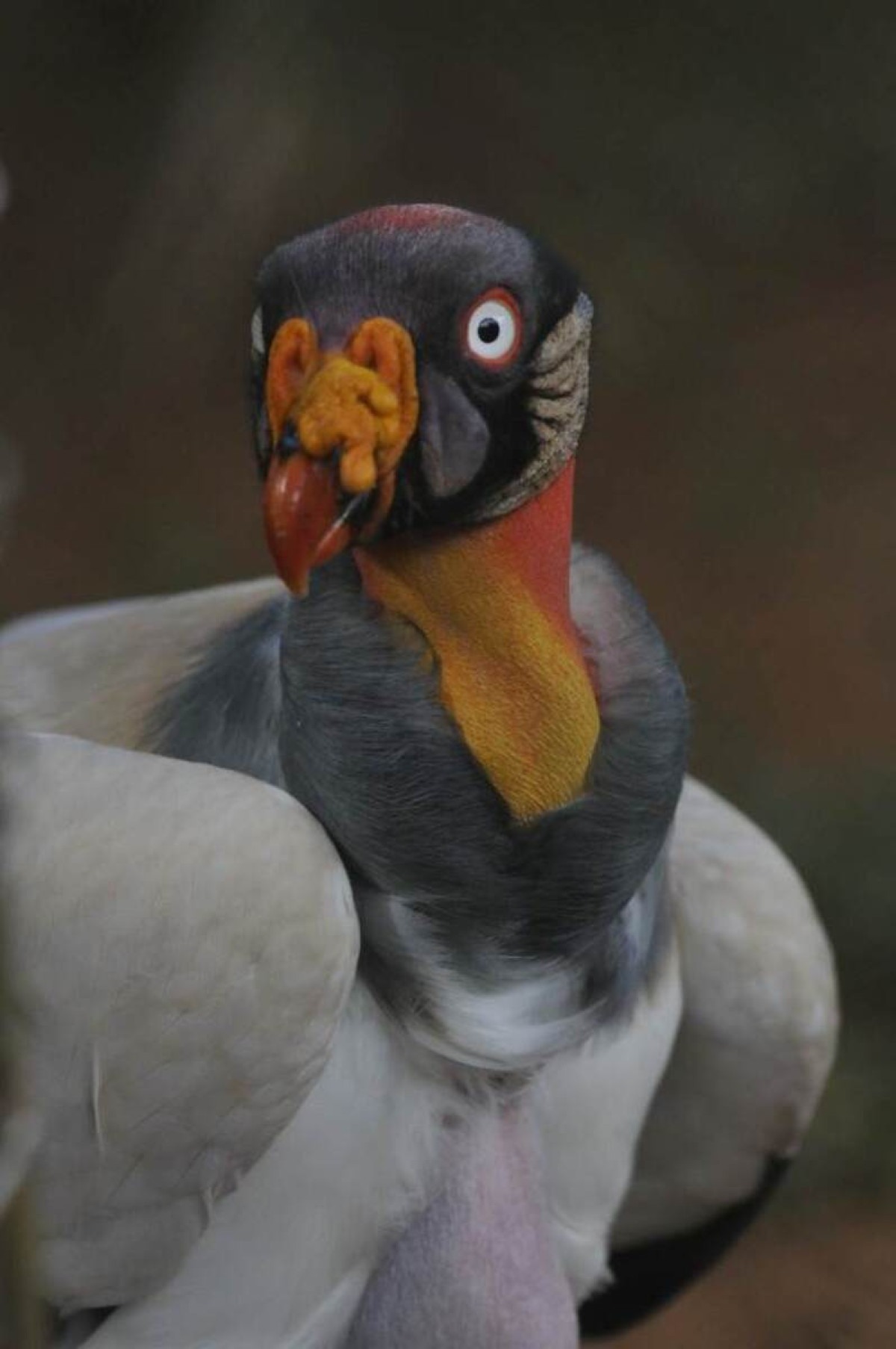 O urubu-rei são difíceis de serem avistados na natureza 