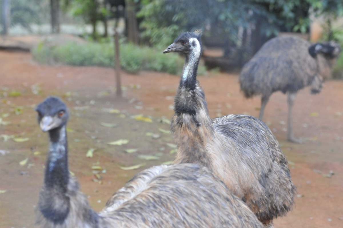 Os emus, espécie originária da Austrália, são aves tranquilas e curiosas