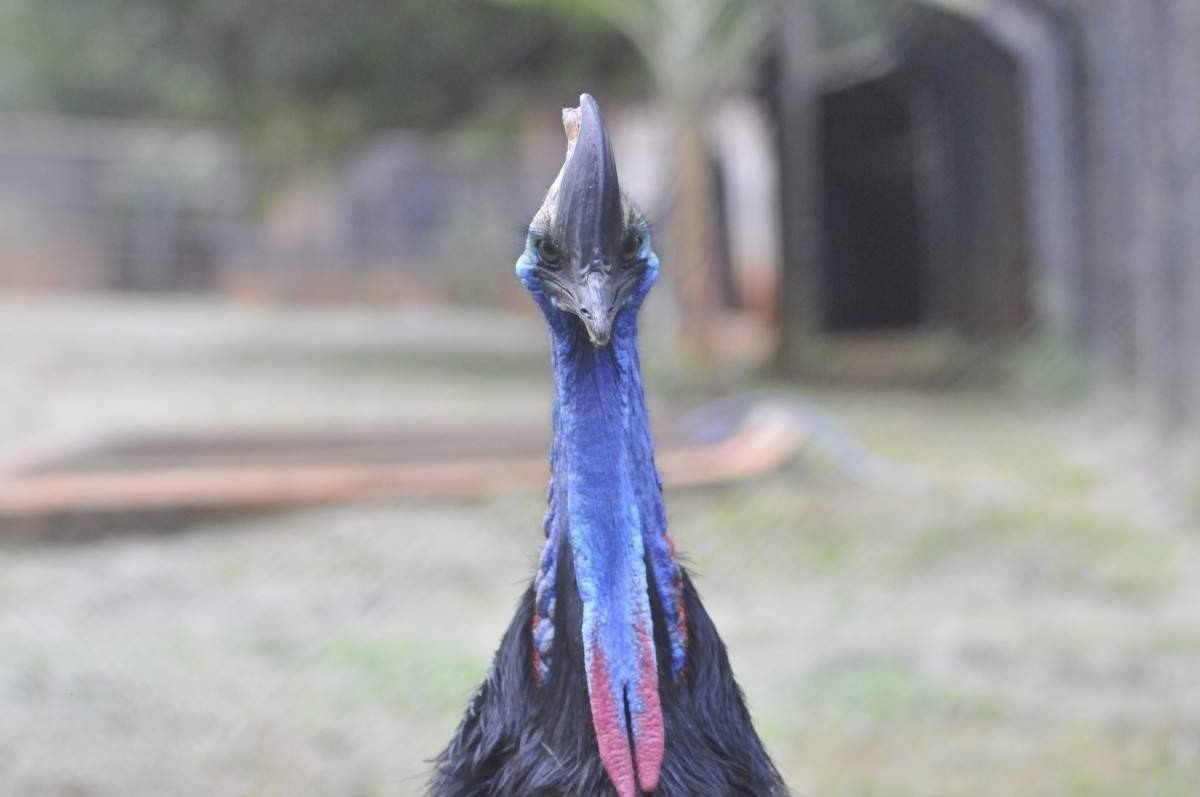 O casuar é uma das aves mais mortais do planeta 