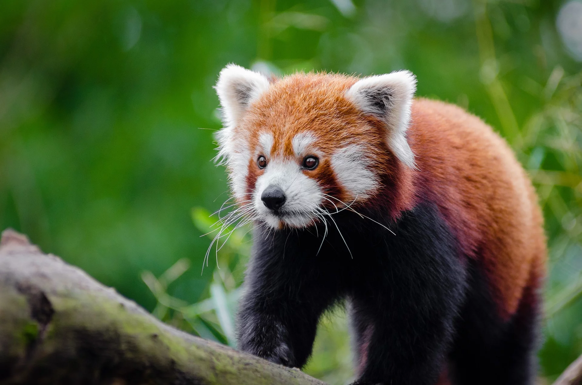 Até o lançamento do filme “Red - Crescer é uma Fera”, o panda-vermelho era um animal pouco conhecido. Com o sucesso da animação, cada vez mais pessoas passaram a procurar sobre a origem do animal. -  (crédito: Pixabay)
