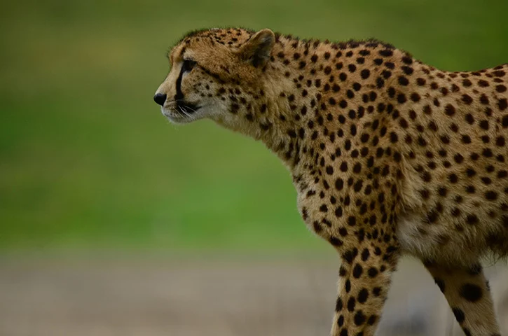 Alguns animais destacam-se quando se trata de velocidade. E eles usam essa habilidade para tentar escapar dos predadores. Veja os mais velozes. -  (crédito: Domínio público / pxhere.com)
