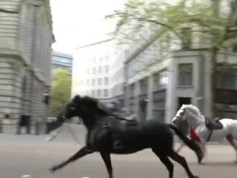 Os cavalos fazem parte de uma divisão do Exército britânico e estavam em treinamento para um desfile cerimonial na cidade -  (crédito: Reprodução/Redes sociais)