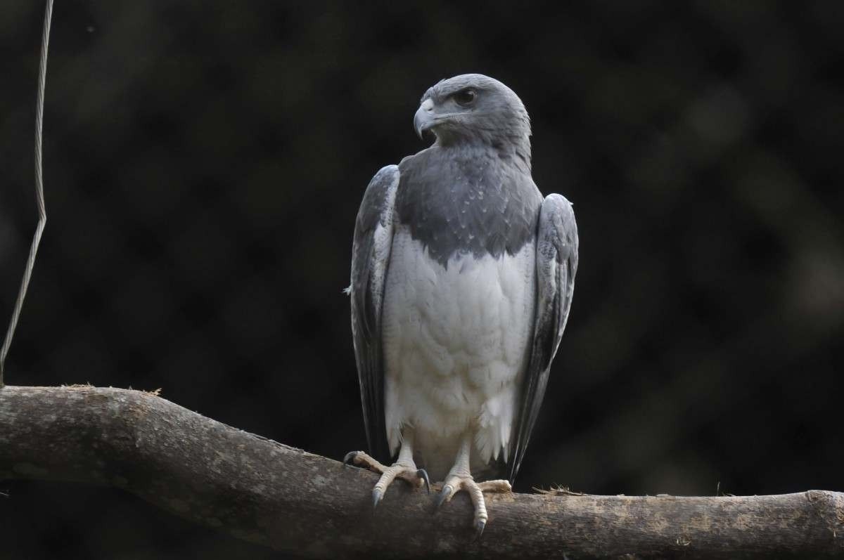 Apesar do nome, a águia chilena ocorre em todo o Brasil. 