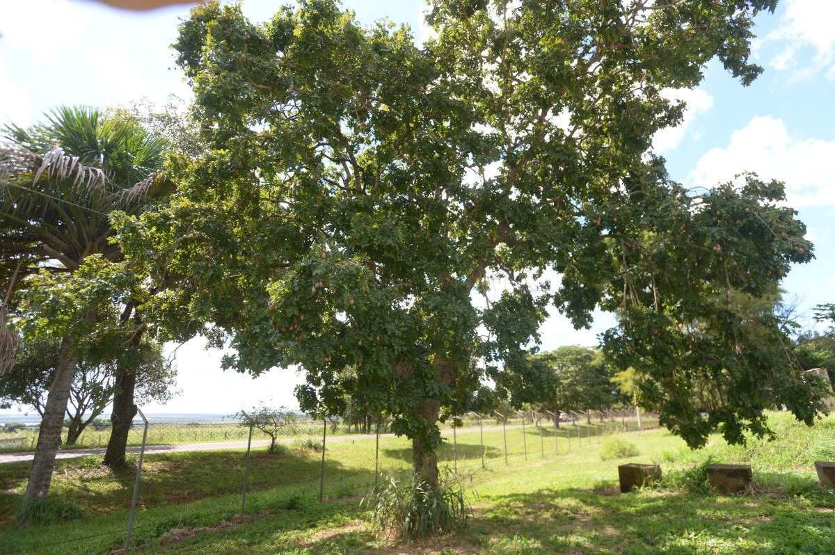 Árvore nativa do Cerrado, o baruzeiro pode ser plantado em áreas de recuperação ambiental