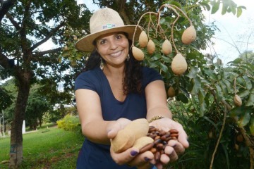 A pesquisadora Helenice Moura Gonçalves com frutos de Baru -  (crédito:  Ed Alves/CB/DA.Press)