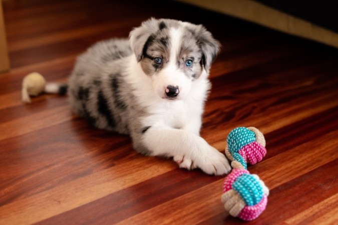É preciso ter cuidado com alguns brinquedos para manter o bem-estar dos pets (Imagem: Annorak Nk | Shutterstock)  -  (crédito: EdiCase - Pets -> Revista do CB)