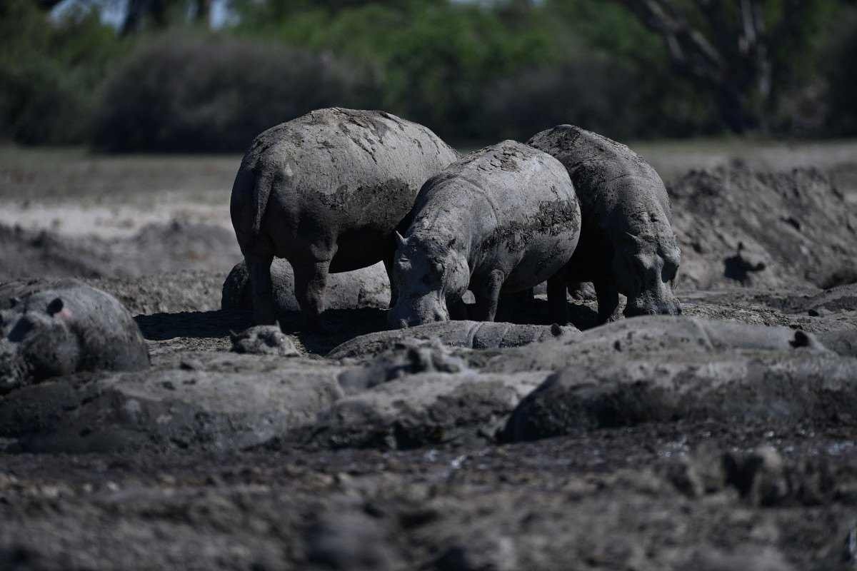 Dezenas de hipopótamos presos na lama devido à seca em Botsuana
