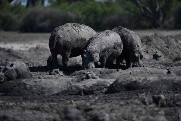 No norte de Botsuana a seca do obrigou manadas de hipopótamos a irem para reservas naturais de água de onde sai a maioria dos turistas em safáris nos grandes parques de animais do país.  -  (crédito: Monirul Bhuiyan / AFP)