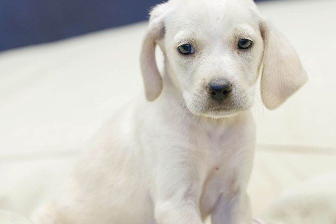 26/04/2024 - Revista do Correio - ParkPets