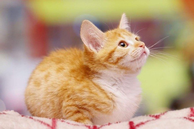 26/04/2024 - Revista do Correio - ParkPets