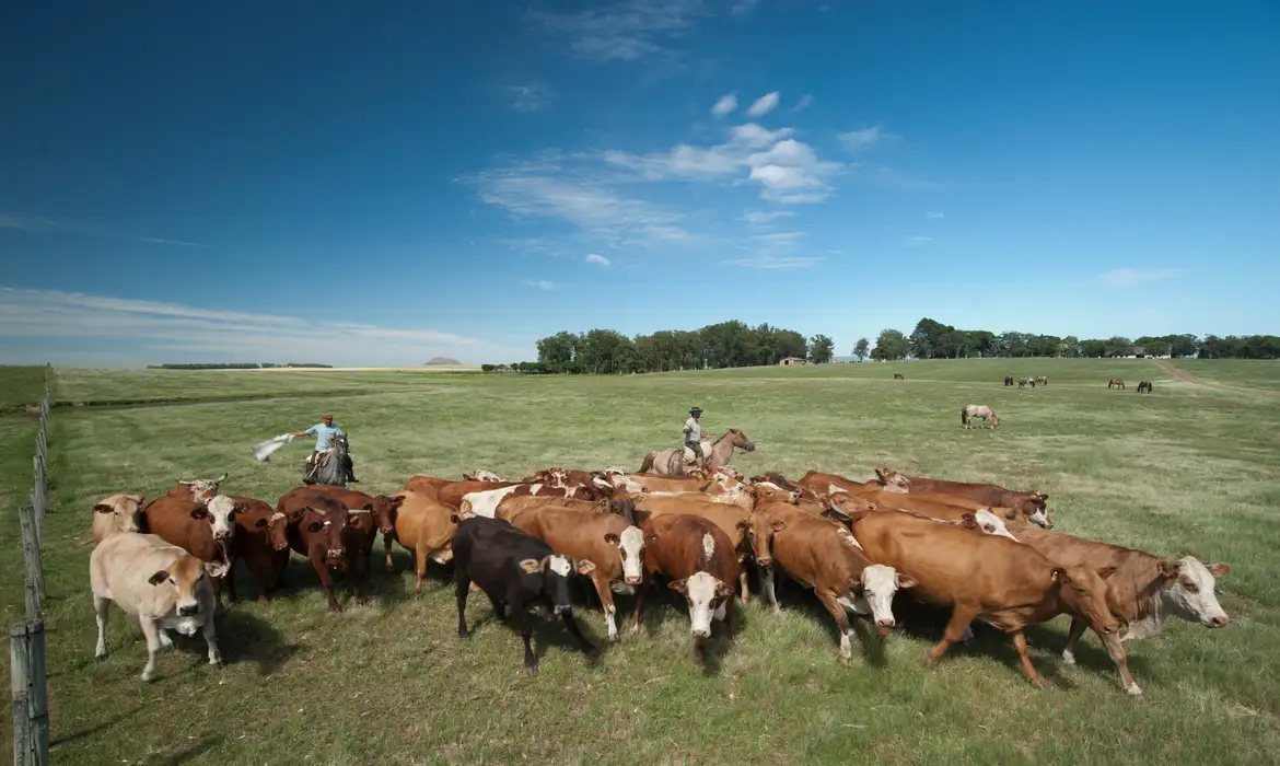 Embrapa propõe políticas para reaproveitamento de pastagens degradadas -  (crédito: EBC)