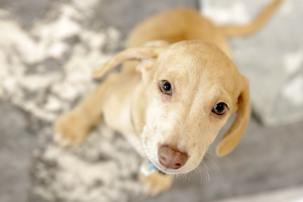 Aproveite o fim de semana para passear com seu bichinho na ParkPets 