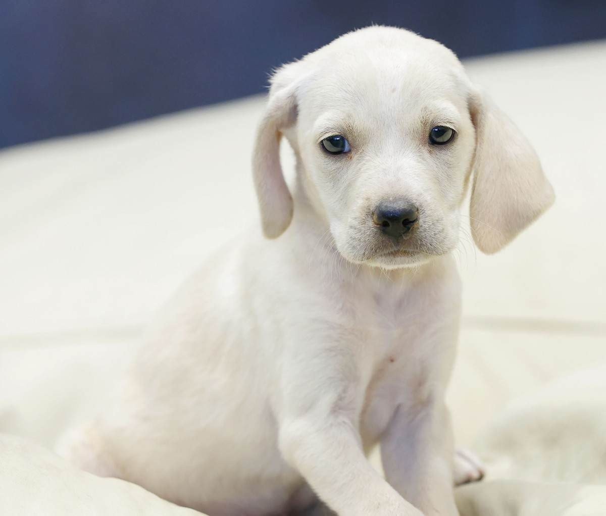 26/04/2024 - Revista do Correio - ParkPets