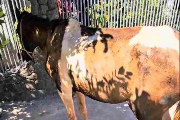 Cavalo vítima de maus tratos é resgatado em Ceilândia
 -  (crédito: PCDF)