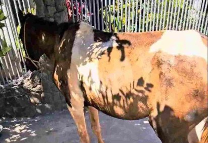Cavalo vítima de maus tratos é resgatado em Ceilândia
 -  (crédito: PCDF)