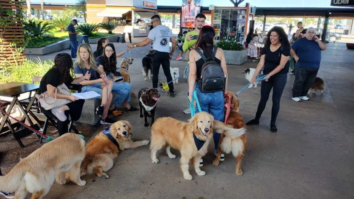 Protesto contra morte dp cão Joca, no aeroporto de Brasília 