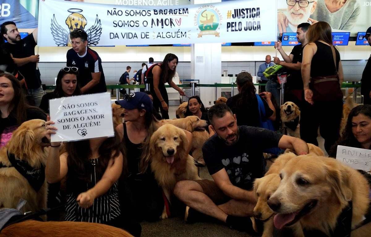 Anac abre consulta pública sobre transporte aéreo de animais