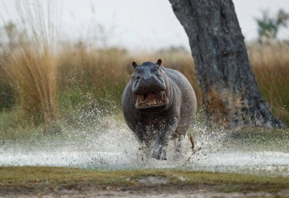 Os hipopótamos são animais ferozes, que, apesar da aparência de tontos, estão entre os mais perigosos do planeta. Histórias não faltam sobre eles.  -  (crédito: vladimircech por freepik)