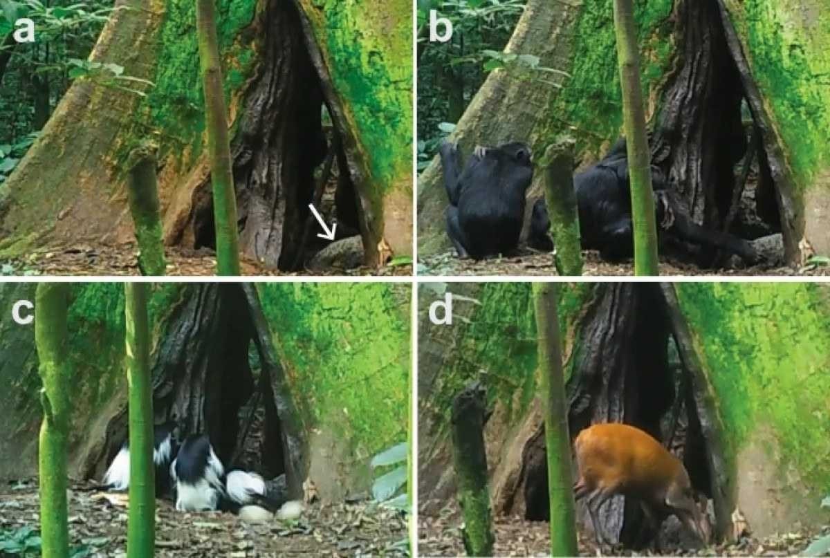 Animais estão comendo cocô de morcego devido ao desmatamento, diz pesquisa