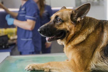 Levar o animal de estimação ao veterinário é a melhor forma de saber o momento ideal para a realização da cirurgia de castração -  (crédito: Reprodução/Freepik)