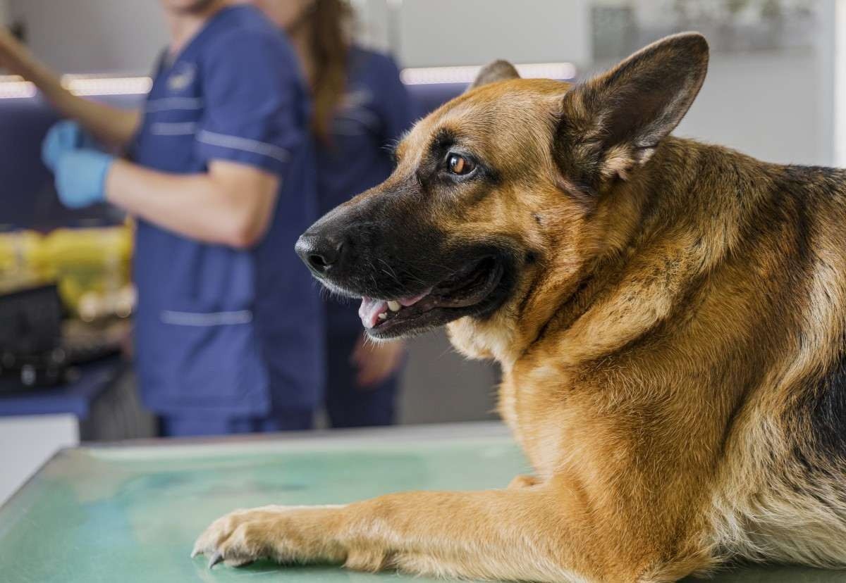 Inscrições para castração gratuita de cães e gatos abrem nesta quarta