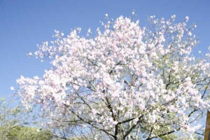  Marcelo Magaldi e Tatiana Corrêa, moradores da 409 norte, apreciam as paineiras espalhadas pela região 