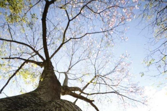 A "barriga" das paineiras servem para armazenar água 