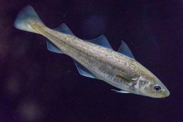 Peixes com aparência estranha podem cantar canções sedutoras -  (crédito: Getty Images)