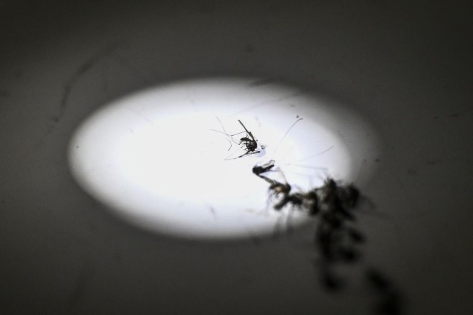 Mosquitos do tipo Anopheles são transmissores quando contaminados por protozoários do gênero Plasmodium falciparum cuja modificação genética é rápida, dificultando o controle -  (crédito: AFP)