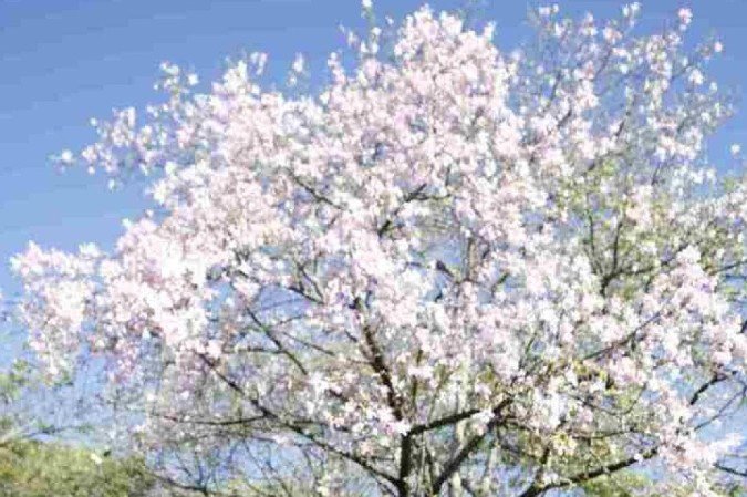  Consideradas entre as mais belas ..rvores do Brasil, as paineiras, tamb..m conhecidas popularmente como barrigudas, s..o respons..veis por deixar a capital do pa..s ainda mais bonita ao longo do ano. Na foto, Marcelo Magaldi e Tatiana Corr..a na Asa Norte.
    