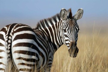 Os funcionários locais de controle de animais dizem que a zebra foi vista por diferentes pessoas e algumas câmeras registraram imagens do animal, que parece saudável -  (crédito: Jeff Griffith/Unsplash)