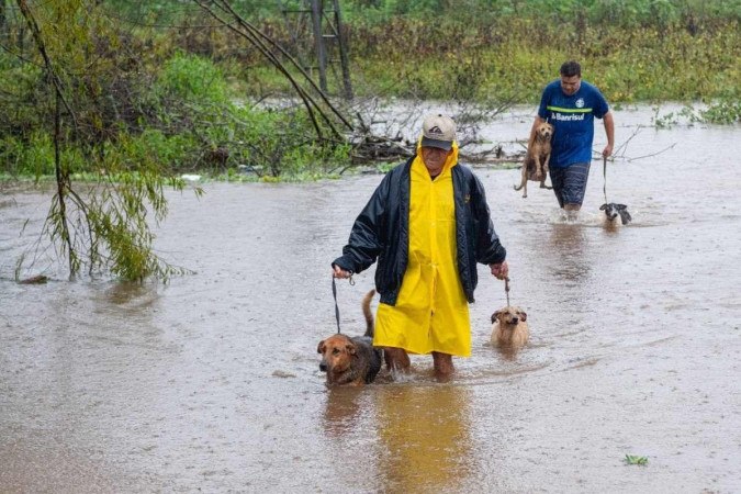 No município Canoas, mais de 30 cães já foram resgatados desde quarta-feira (1º/5) -  (crédito: Juliana Reis/Prefeitura de Canoas)
