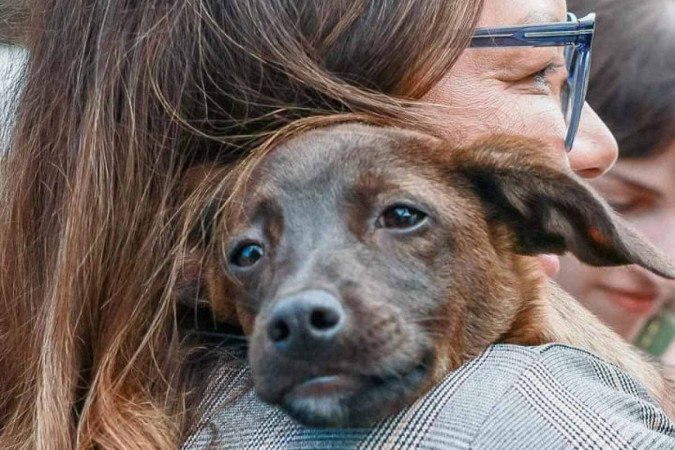 Janja adota cachorrinha vira-lata resgatada em Canoas, cidade gaúcha também atingida pela enchente -  (crédito: Cláudio Kbne)