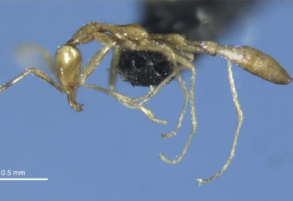 Pesquisadores descobriram na Austrália uma nova espécie de formiga que eles classificaram como 