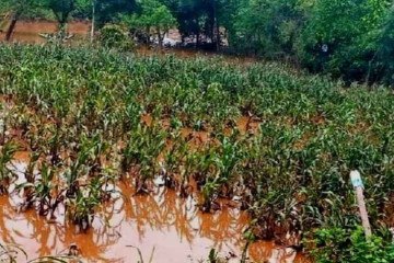 As fortes chuvas no Rio Grande do Sul trouxeram prejuízo à agricultura do estado. Para garantir abastecimento, Conab vai importar arroz -  (crédito: Reprodução/Sou Agro)