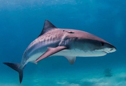 De acordo com BBC Brasil, dados preliminares de um estudo indicam que cerca de sete em cada dez brasileiros (69%) não sabem que a carne de cação é, na verdade, feita a partir de tubarões. -  (crédito: Albert kok for Wikimedia Commons)