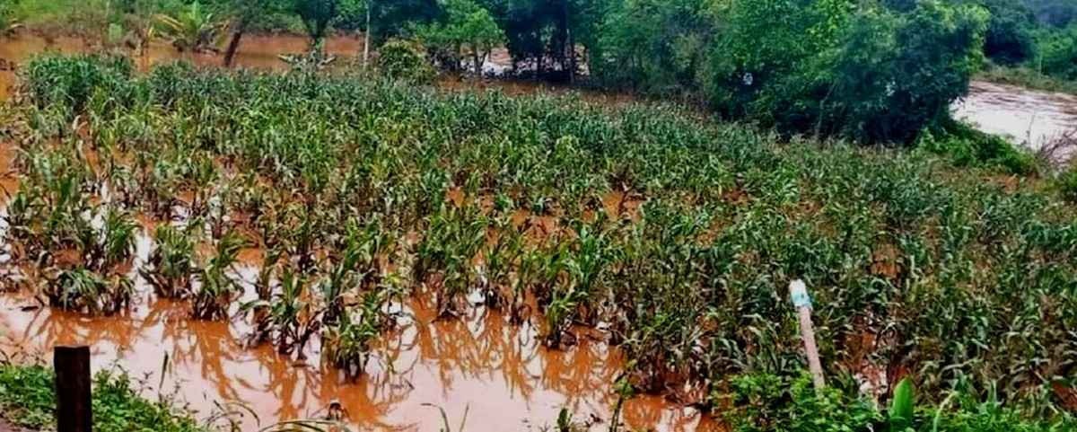 Com plantações alagadas,  Brasil vai importar arroz para evitar alta 