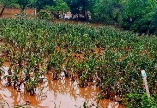 As fortes chuvas no Rio Grande do Sul trouxeram prejuízo à agricultura do estado. Para garantir abastecimento, Conab vai importar arroz -  (crédito: Reprodução/Sou Agro)