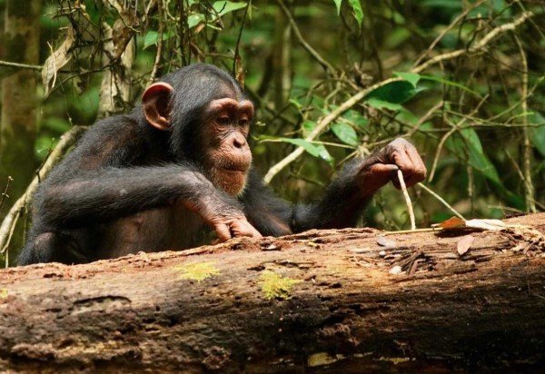Os animais mostram raciocínio semelhante ao de crianças de 4 anos -  (crédito: Liran Samuni, Projeto Taï Chimpanzee )