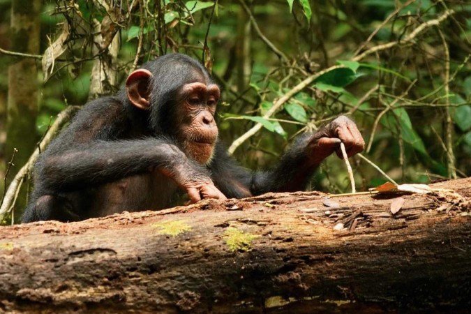 Os animais mostram raciocínio semelhante ao de crianças de 4 anos -  (crédito: Liran Samuni, Projeto Taï Chimpanzee )
