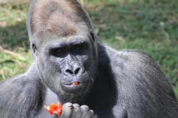 Gorilas serão transferidos do Zoo de BH -  (crédito: Suziane Brugnara/PBH)