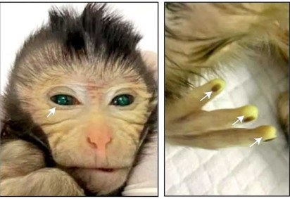 O primeiro macaco quimérico do mundo, ou seja, nascido com dois conjuntos diferentes de DNA, foi criado por cientistas na China. -  (crédito:  Jing Cao et al/ Divulgação)