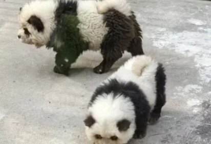A China voltou a chamar atenção com uma notícia envolvendo animal. É que o Zoológico de Taizhou tomou uma iniciativa que gerou muitas reclamações nas redes sociais. Para aumentar a visitação, a instituição pintou filhotes de cachorro da raça chow chow para que eles ficassem parecidos com pandas.  -  (crédito: Reprodução redes sociais)