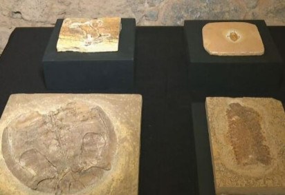 O Museu Nacional, no Rio de Janeiro, apresentou uma nova coleção de fósseis, reunindo 1.104 peças que foram doadas por uma família alemã de colecionadores. O material havia sido comprado em feiras e leilões. E agora passa a fazer parte do acervo permanente da instituição.  -  (crédito: Reprodução TV Globo)