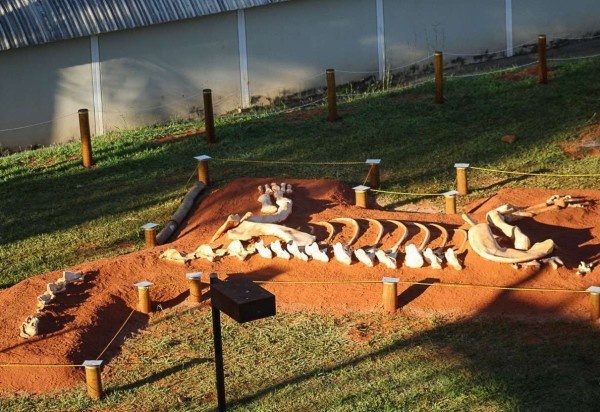   Reprodução da ossada do dinossauro achada em 2009 e trazida a Brasília dá boas-vindas no Instituto de Biologia
