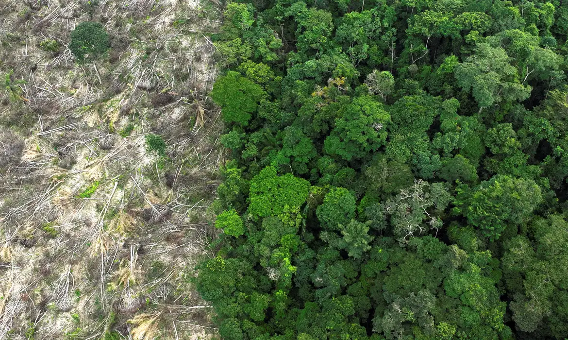 Desmatamento na Amazônia tem queda de 21,8% e no Pantanal, de 9,2% -  (crédito: EBC)