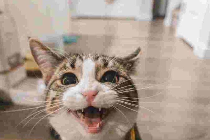 Durante o cio, as gatas podem miar exacerbadamente, causando desconforto para os tutores e vizinhos.