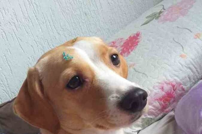 Baby hoje, com 1 ano e 2 meses, já passou por dois cios