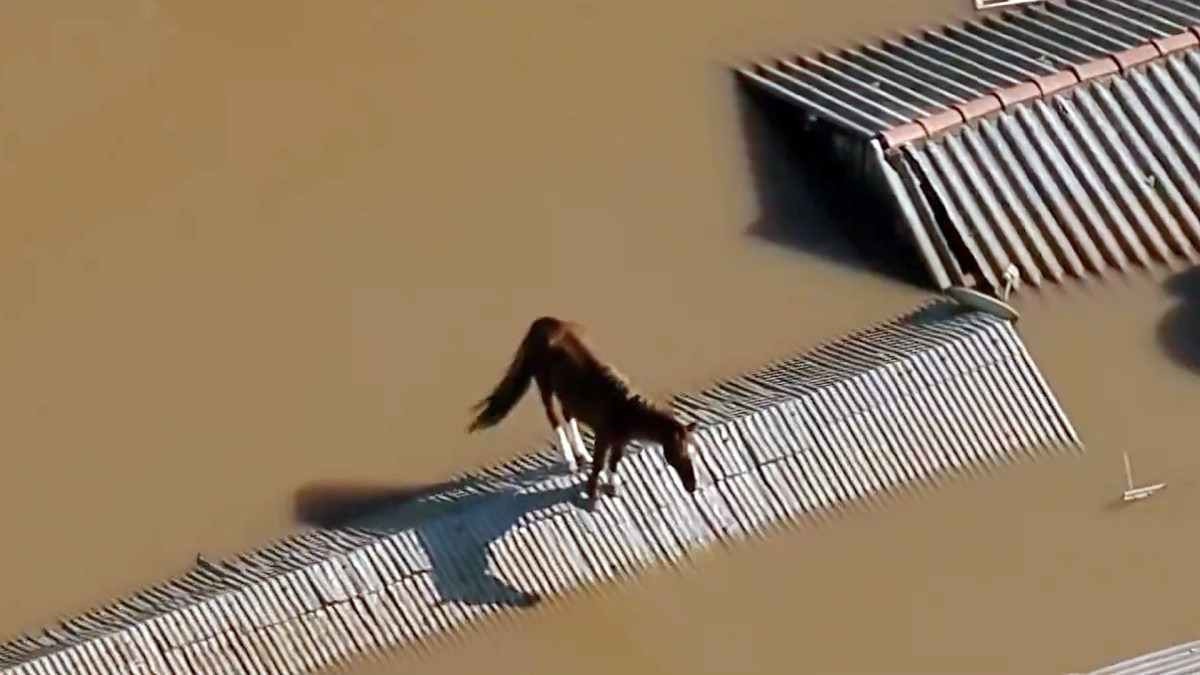 Câmera de helicóptero flagra cavalo ilhado em telhado no Rio Grande do Sul