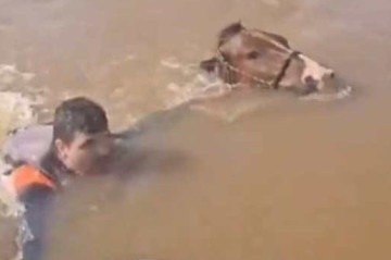 O vice-prefeito do município gaúcho Santo Antônio da Patrulha, Marcelo Santos da Silva, resgatou um cavalo que estava submerso -  (crédito: Reprodução/Redes sociais)